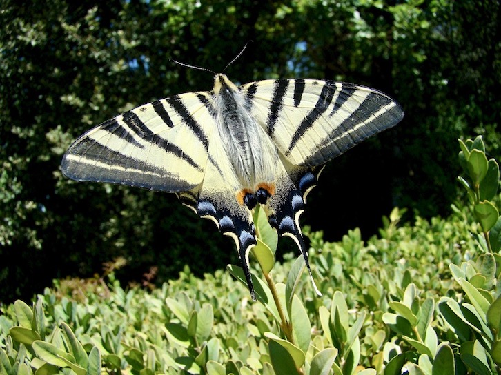 scarce swallowtail